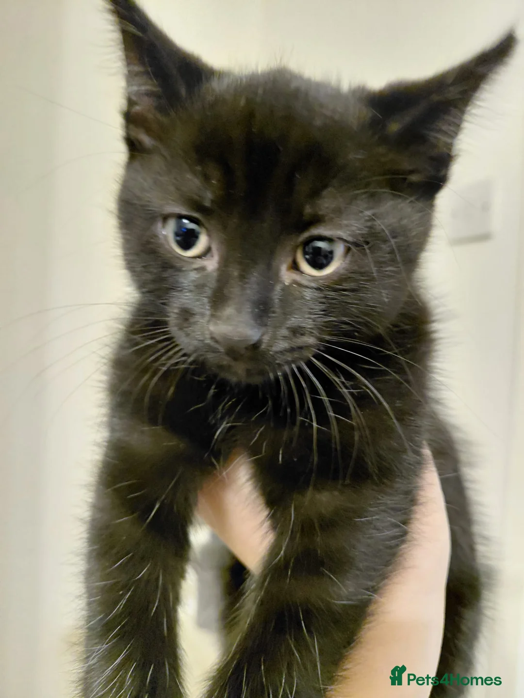 Mixed Breed cats for adoption: Kittens black + black and white - Advert 3