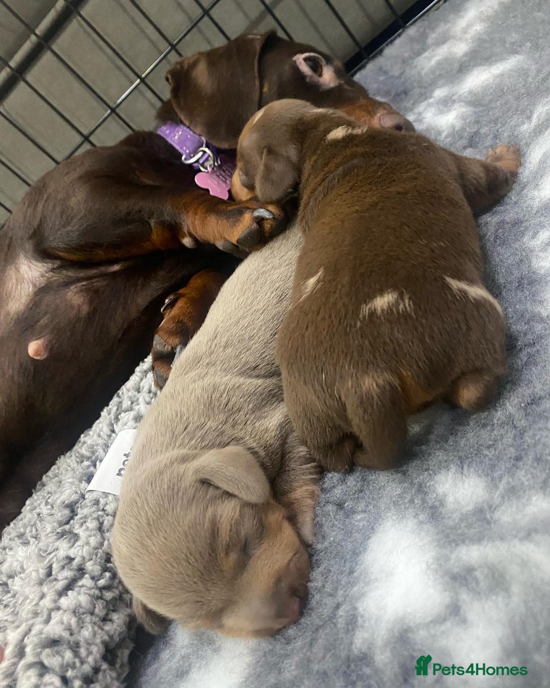 Miniature Dachshund dogs for sale: Miniature Dachshund puppies  - Image 4