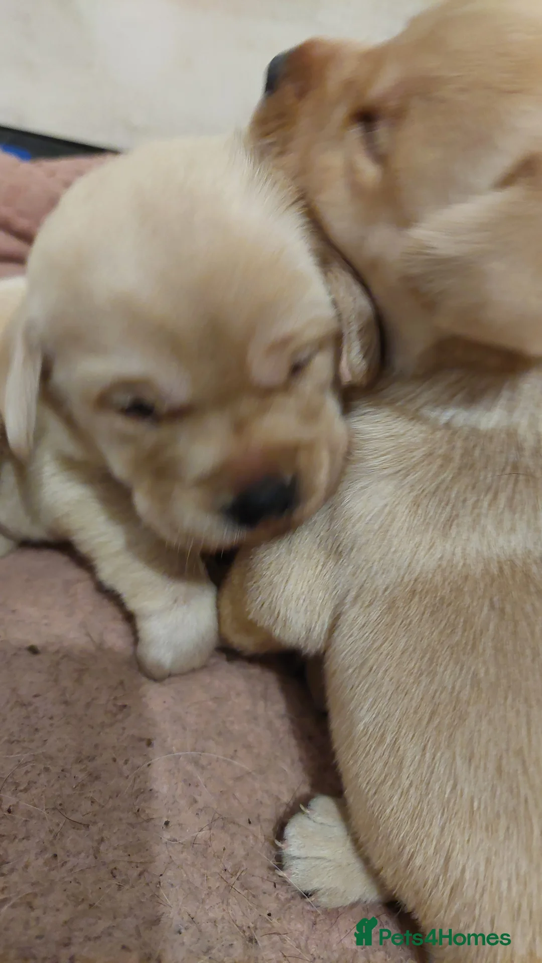 Labrador Retriever dogs for sale: Pedigree labrador puppies for sale  - Advert 4