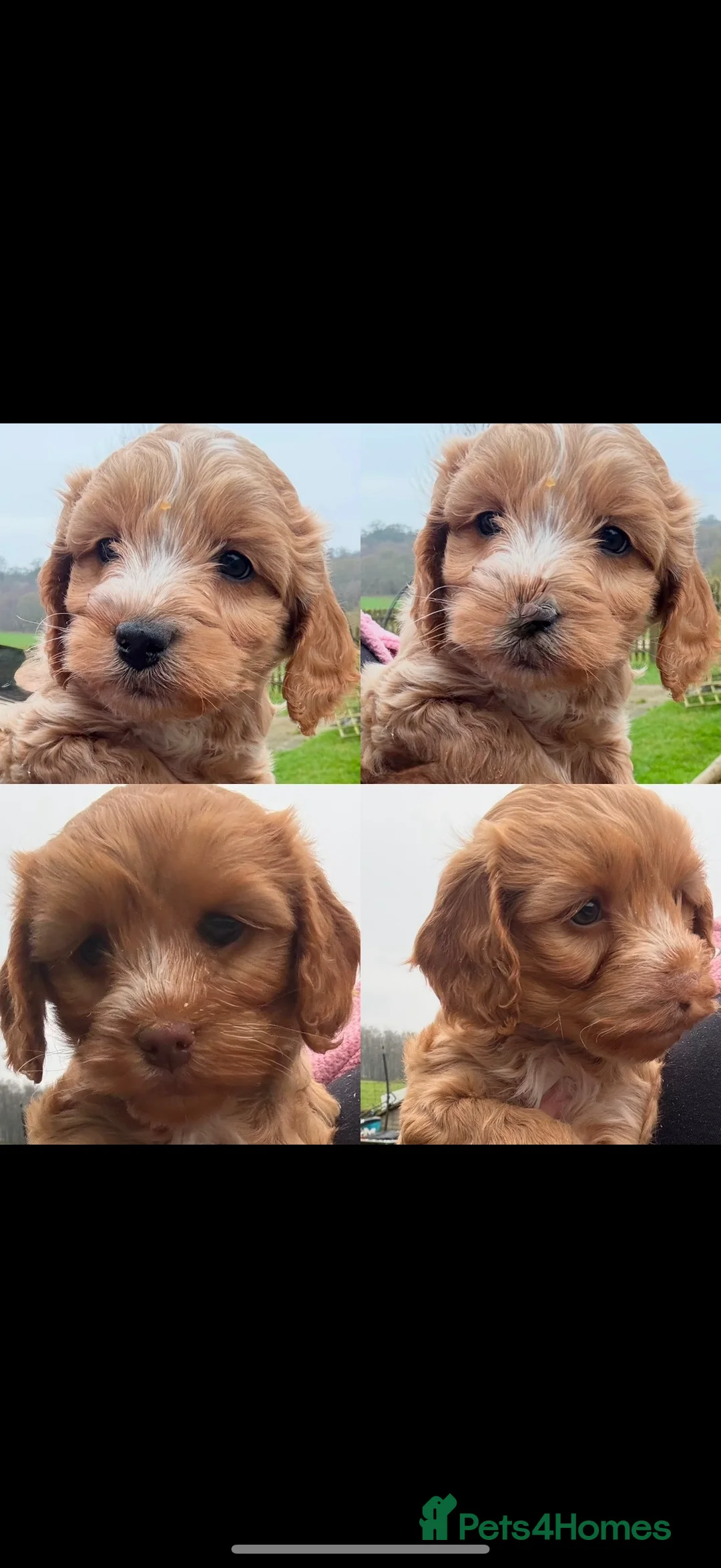 Miniature Poodle dogs for stud: Miniture poodle stud  in Marlborough - Advert 7