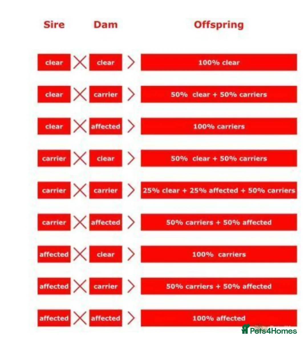 Cocker Spaniel dogs for stud: *Mungo* GOLDEN Show Cocker PEDIGREE BEST TESTED in Bradford-on-Avon - Advert 15