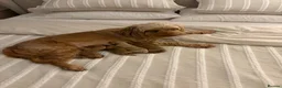 Cockapoo dogs for sale: COCKAPOO PUPPIES LOOKING FOR THEIR FOREVER HOMES - Advert 4
