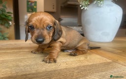 Miniature Dachshund dogs for sale: True miniature dachshund  - Image 7
