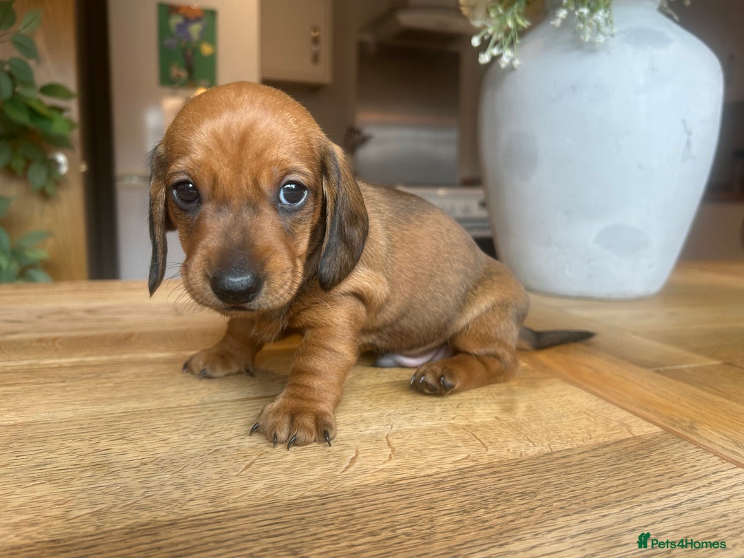 Miniature Dachshund dogs for sale: True miniature dachshund  - Image 7