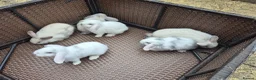 Mini Lop rabbits for sale: ❤️ READY TODAY! Pure Mini Lop Babies Boys & Girls  - Advert 2