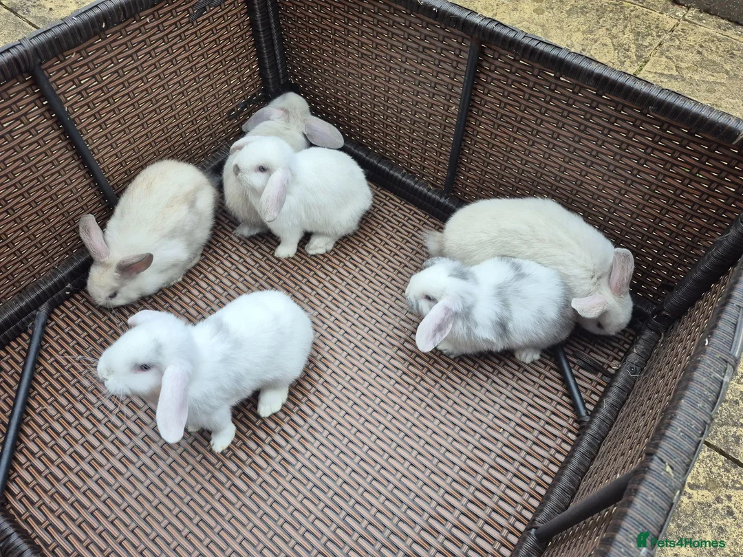 Mini Lop rabbits for sale: ❤️ READY TODAY! Pure Mini Lop Babies Boys & Girls  - Advert 2