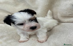 Biewer Terrier dogs for sale: Beautiful biewer terrier puppies 🩷 - Image 19