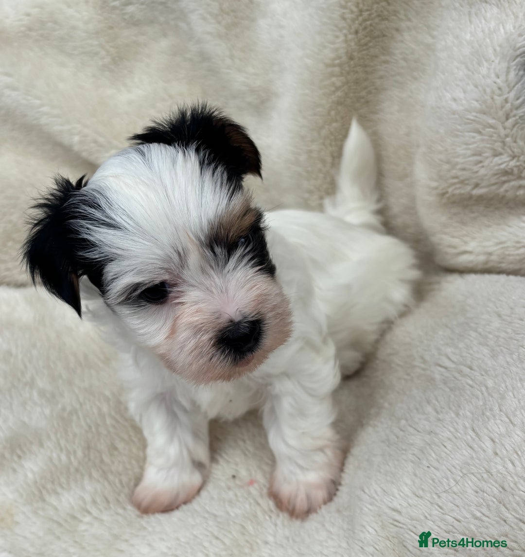 Biewer Terrier dogs for sale: Beautiful biewer terrier puppies 🩷 - Image 19
