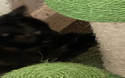 Mixed Breed cats for sale: Beautiful kittens for sale  - Image 3