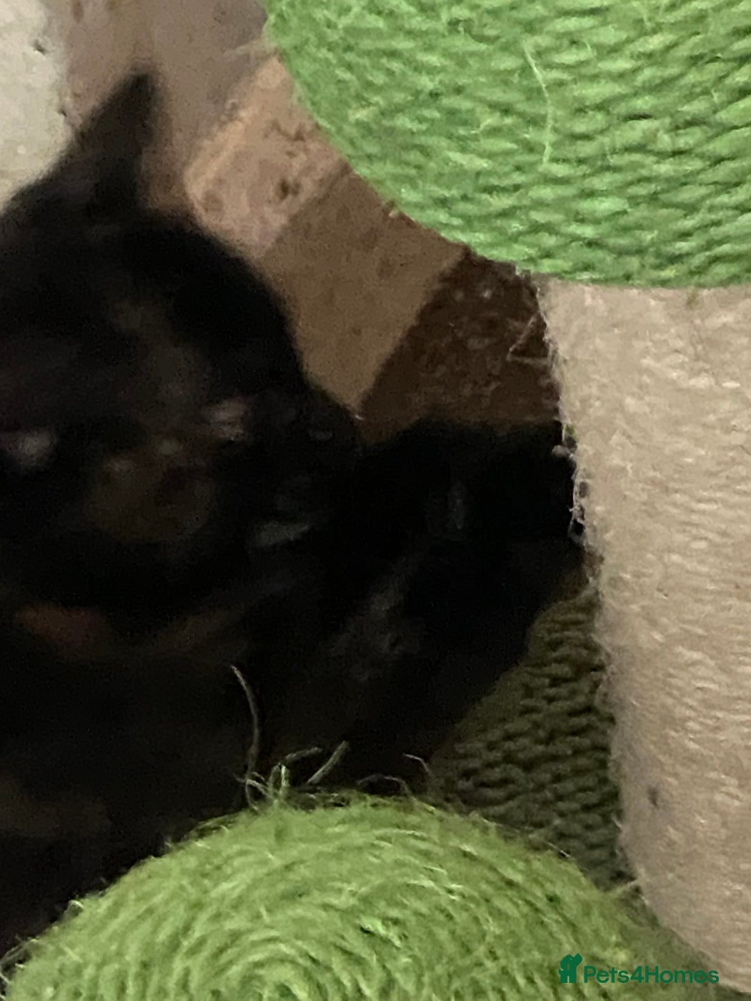 Mixed Breed cats for sale: Beautiful kittens for sale  - Image 3