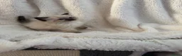 Ragdoll cats for sale: Pedigree ragdoll kittens - Advert 7