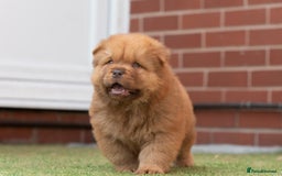 Chow Chow dogs for sale: Chow chow nation  - Image 13