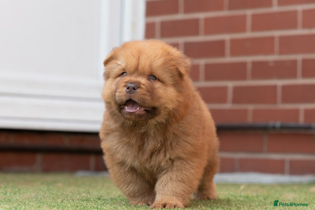 Chow Chow dogs for sale: Chow chow nation  - Image 13