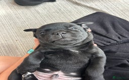 Staffordshire Bull Terrier dogs for sale: Gorgeous Black Boy available from this litter!  - Image 12