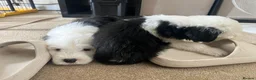 Old English Sheepdog dogs for sale:  Blue Eyes Old English Sheepdog Puppies  - Advert 7