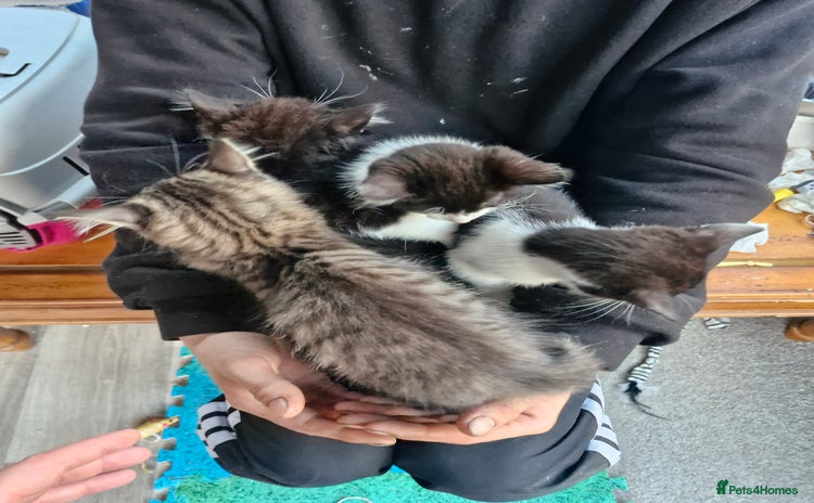 Mixed Breed cats - Advert 1