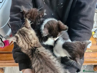 Mixed Breed cats - Advert 27