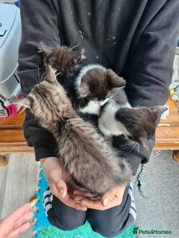 Mixed Breed cats - Advert 10