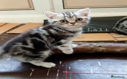 British Shorthair cats for sale: Bsh .Silver Classic Tabby .GCCF. - Image 8