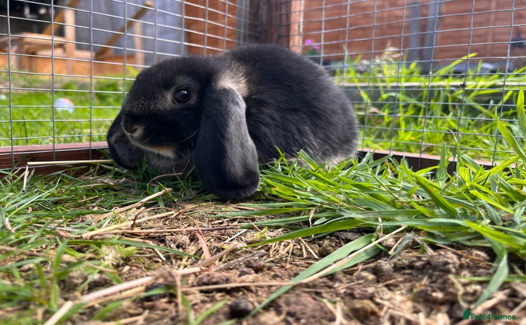 Mini Lop rabbits - Advert 1
