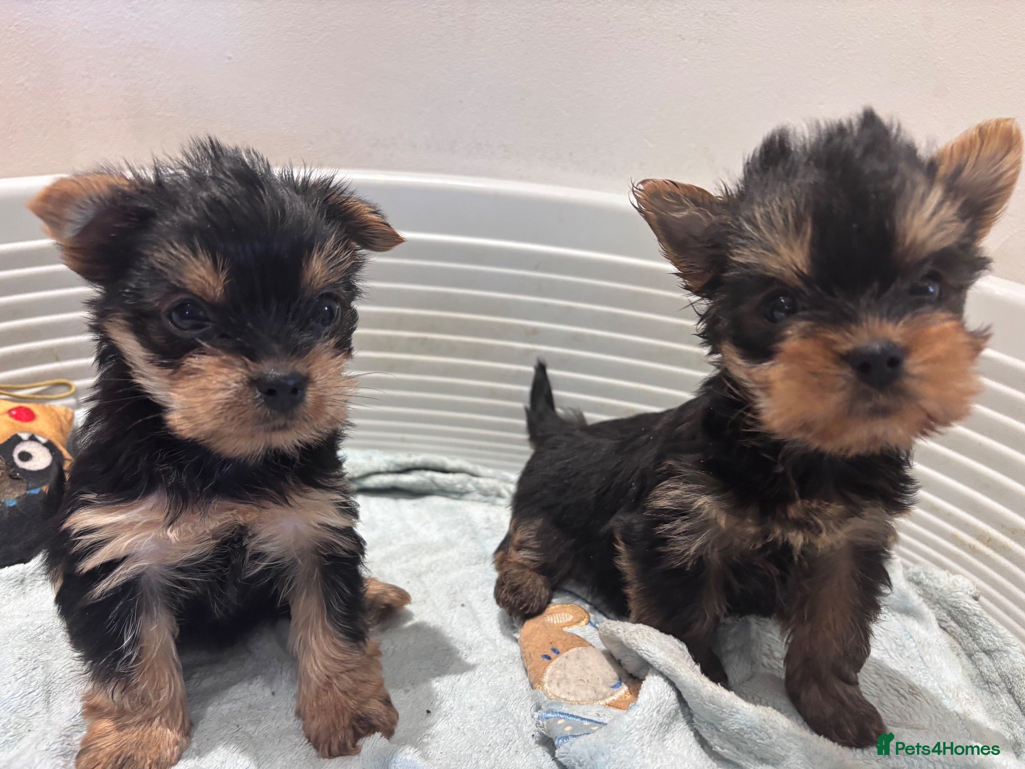 Yorkshire Terrier dogs 2 FEMALES ONLY-Yorkshire Terrier Puppies - Advert 2