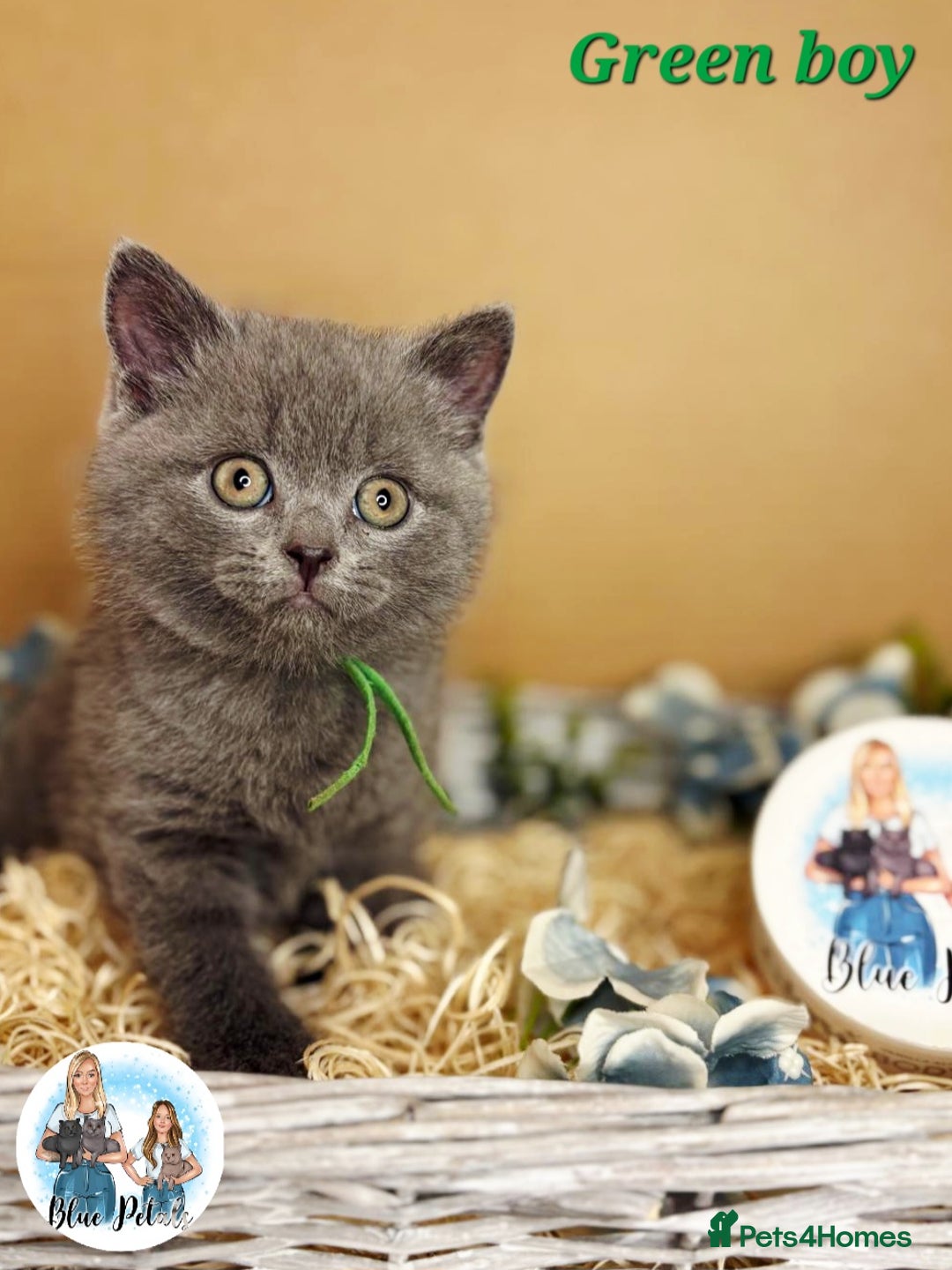 British Shorthair cats for sale: 4 beautiful British short hairs available  - Advert 20