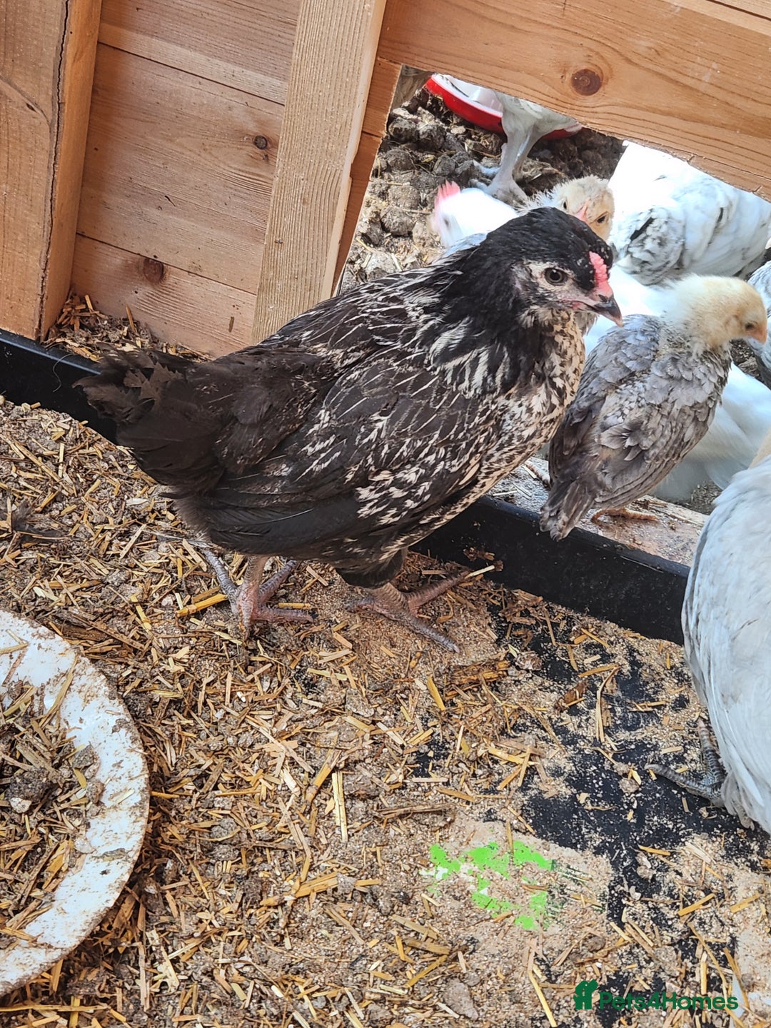 Chickens poultry for sale: A selection of different cockerels  - Image 1