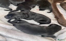 Mixed Breed dogs for sale: Beautiful pointer lab puppies!  - Image 4