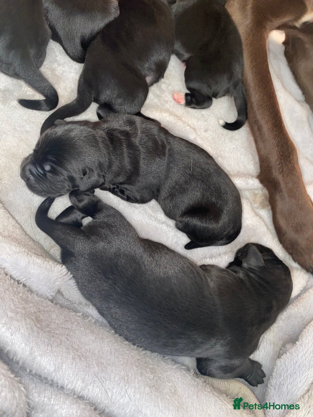 Mixed Breed dogs for sale: Beautiful pointer lab puppies!  - Image 4