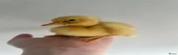 Ducks poultry for sale: Unsexed Indian Runner Ducklings - Advert 7