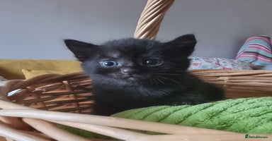 Sokoke cats - Advert 8