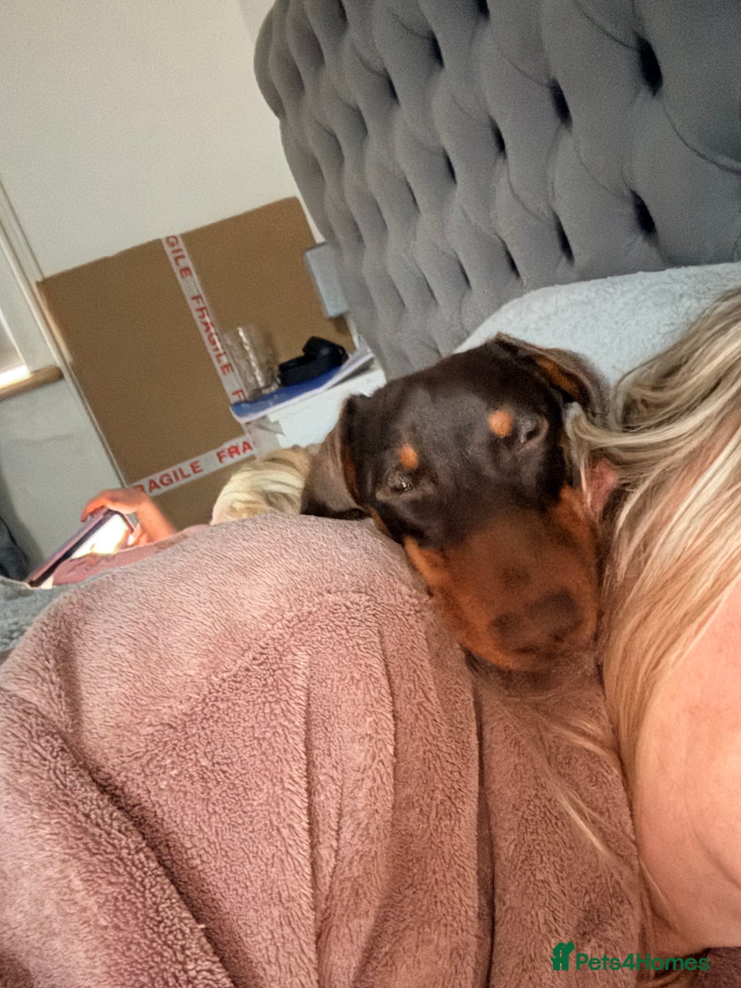 Dachshund dogs for sale: Miniature dachshund 8 months old Male - Advert 2