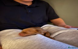 Mixed Breed dogs for sale: Sprockerpoo puppies for sale - Advert 2