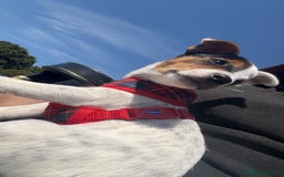 Jack Russell dogs for sale: Ruby  - Image 5