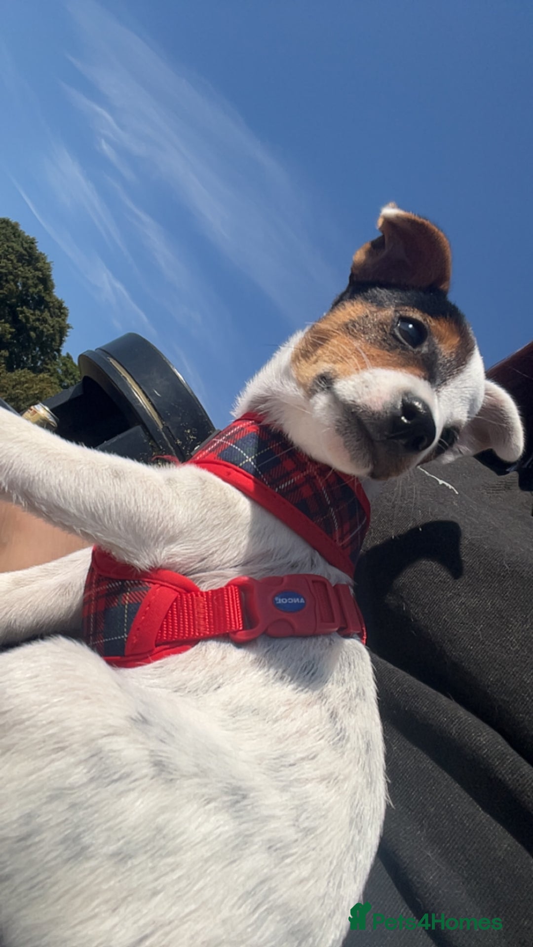 Jack Russell dogs for sale: Ruby  - Image 5