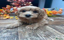 Cavachon dogs for sale: Ready Next week ❤️ - Image 2
