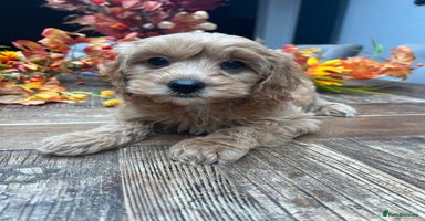 Cavachon dogs - Advert 3