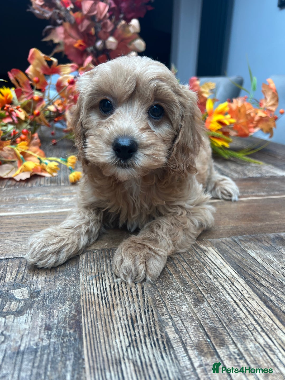 Cavachon dogs for sale: Ready Next week ❤️ - Image 2