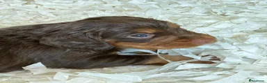 Cotwalton Harris Hawk