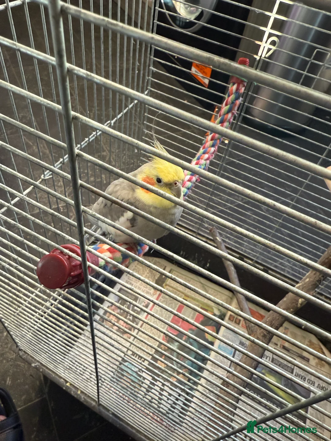 Cockatiels birds for sale: Bird lovely and can negotiate price need gone asap - Advert 15