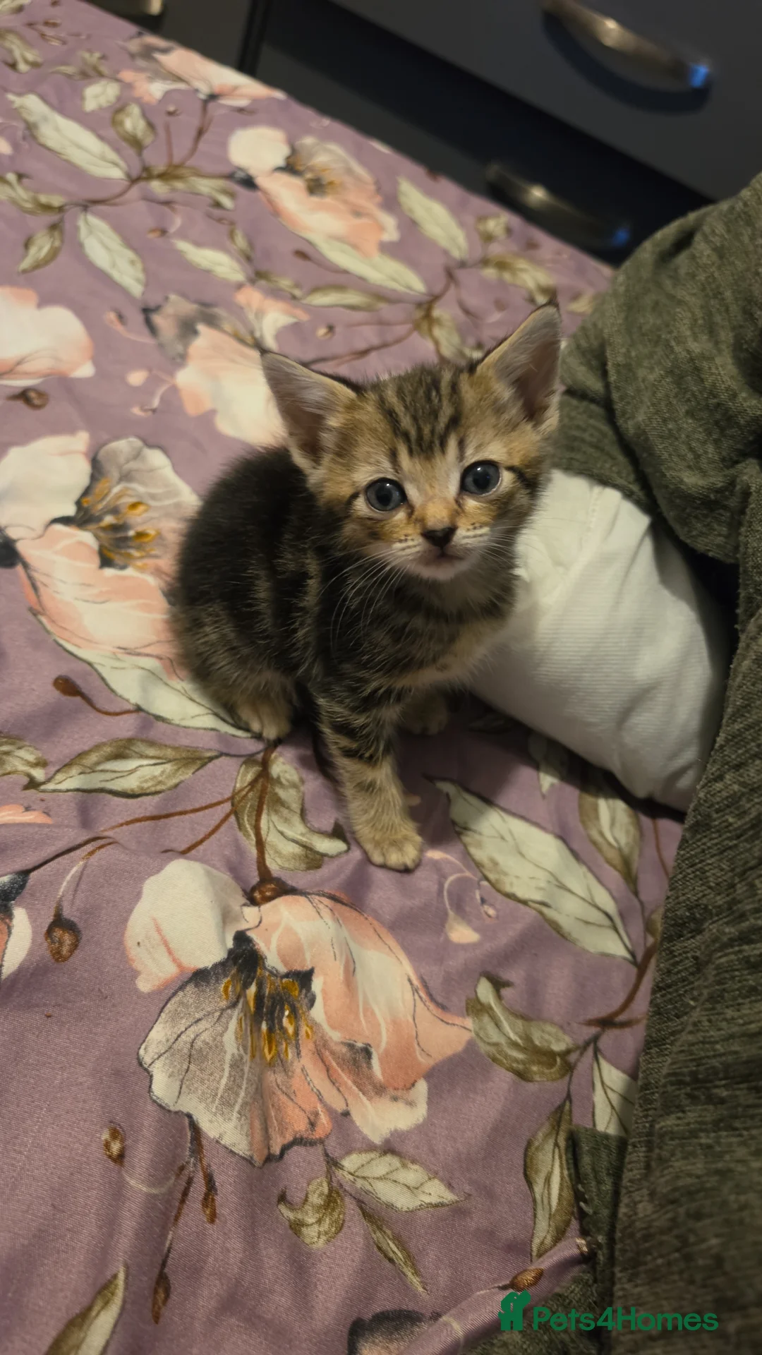 Mixed Breed cats for sale: "Fluffy Furballs"  - Advert 2