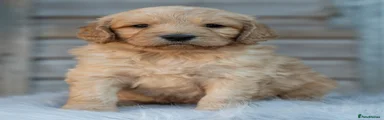 Goldendoodle 1