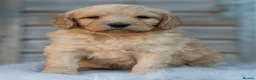 Goldendoodle dogs for sale: QUALITY F1 GOLDENDOODLE PUPPIES🌟 - Advert 4