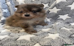 Pomeranian dogs for sale: Pomeranian puppies - Image 18