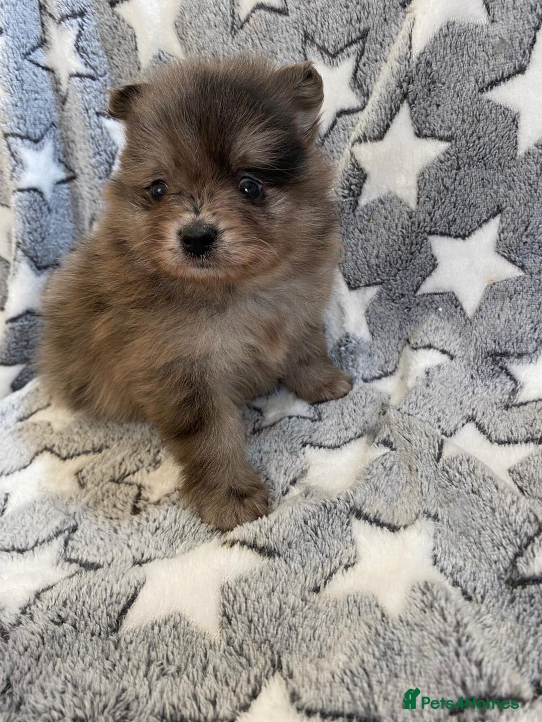 Pomeranian dogs for sale: Pomeranian puppies - Image 18