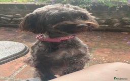 Havanese dogs for sale: Havanese planned, health tested bloodlines    - Image 2