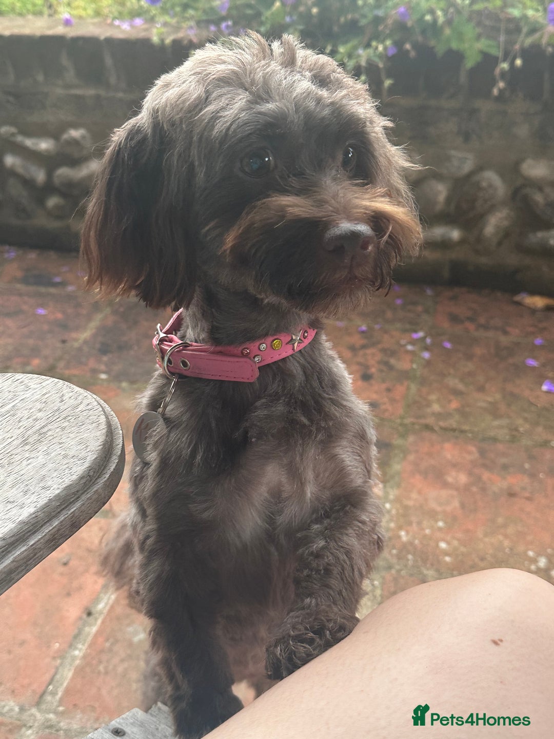 Havanese dogs for sale: Havanese planned, health tested bloodlines    - Image 2