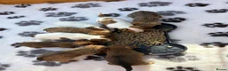 Jack Russell dogs for sale: Gorgeous jack russell puppy  - Advert 2