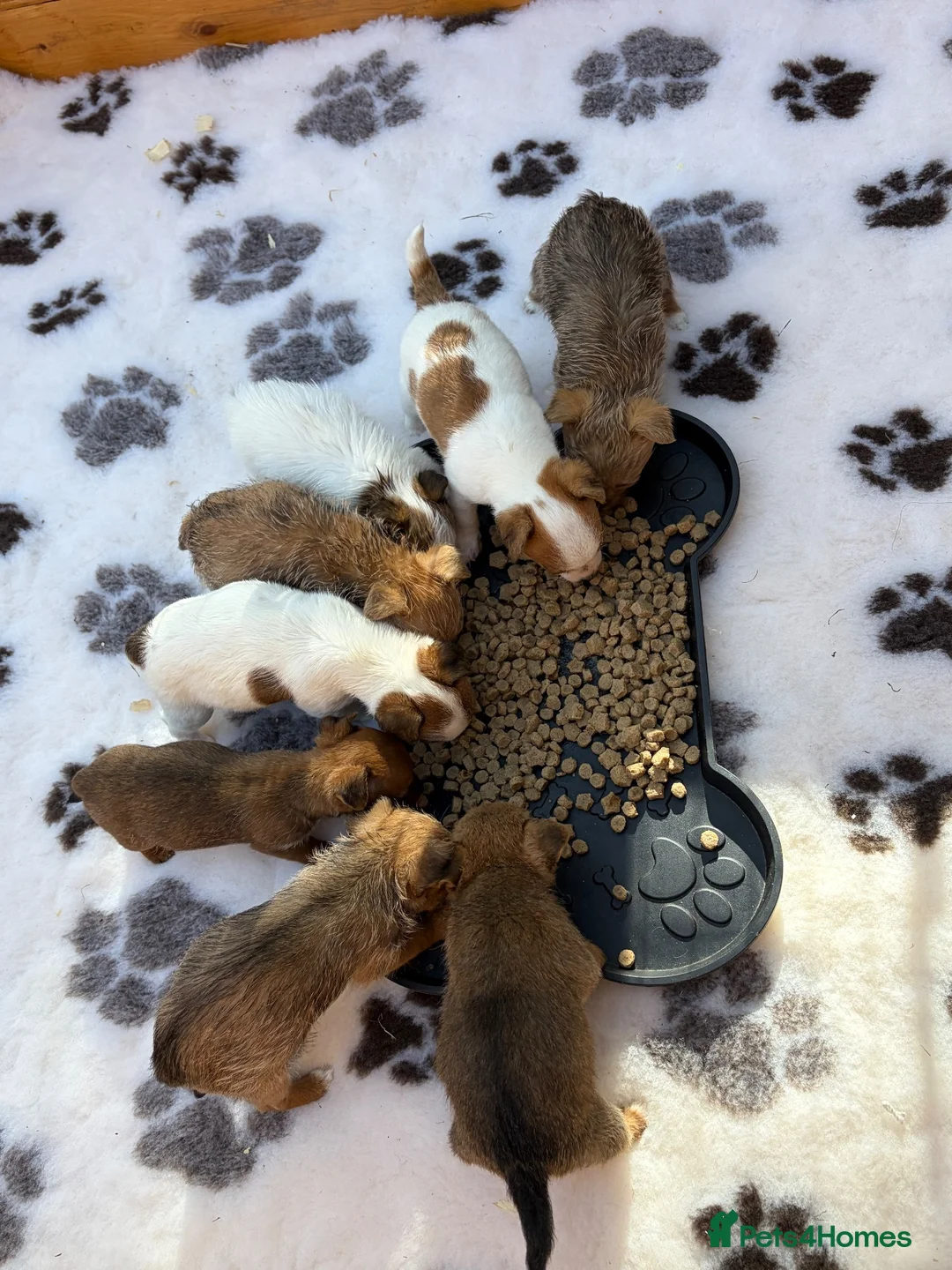Jack Russell dogs for sale: Gorgeous jack russell puppy  - Advert 2