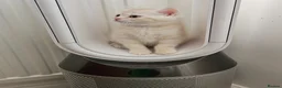 Scottish Fold cats for sale: Adorable Scottish Fold Straight Ear Tabby Kittens  - Advert 12